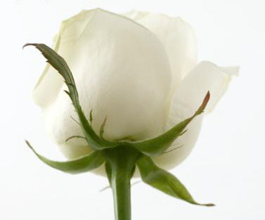 witte roos
